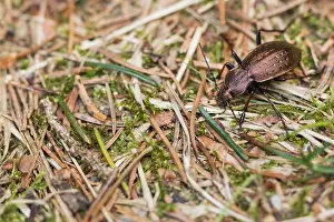 März Drucke: Makrobild eines Insekts in Deutschland.