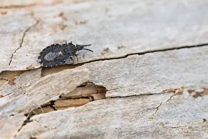 Bilder Datiert 18. März 2020: Makrobild eines Insekts in Deutschland.