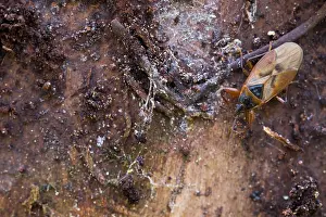 Bilder Datiert 15. März 2020: Großaufnahme eines Insekts in Deutschland.