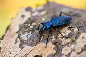Bilder Datiert 17. März 2020: Makrobild eines Insekts in Deutschland.