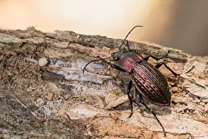 Germany Wildlife Images Drucke: Macro image of an insect in Germany