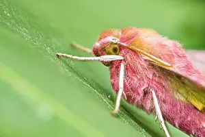 Makrobild eines Insekts in Deutschland.
