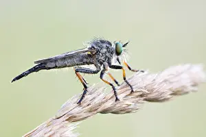 Großaufnahme eines Insekts in Deutschland.