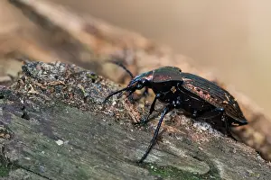 Großaufnahme eines Insekts in Deutschland.