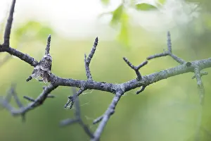Bilder Datiert 8. Mai 2020: Großaufnahme eines Insekts in Deutschland.