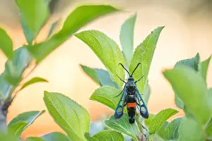 Baden Wurttemberg Flora Drucke: Macro image of an insect in Germany