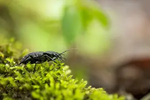 German Flora And Fauna Images Drucke: Macro image of an insect in Germany