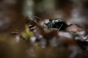 Bilder Datiert 24. Mai 2020: Makrobild eines Insekts in Deutschland.