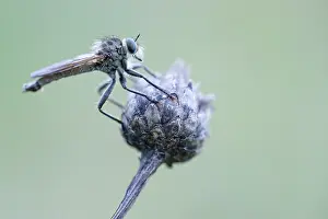 Bilder Datiert 4. Mai 2020: Großaufnahme eines Insekts in Deutschland.