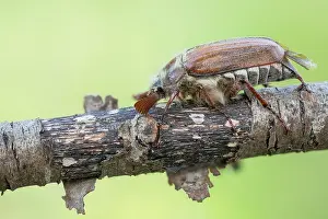 German Fauna And Flora Drucke: Macro image of an insect in Germany