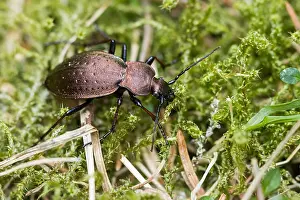 März Drucke: Großaufnahme eines Insekts in Deutschland.