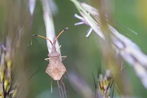 Bilder Datiert 9. Mai 2020: Makrobild eines Insekts in Deutschland.