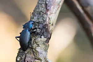 April Drucke: Makrobild eines Insekts in Deutschland.