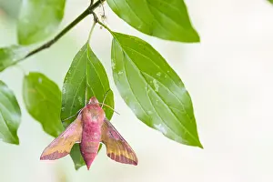 Großaufnahme eines Insekts in Deutschland.
