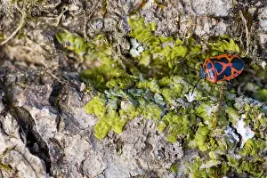 Bilder Datiert 1. März 2020: Makrobild eines Insekts in Deutschland.