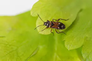Germany Wildlife Images Drucke: Macro image of an insect in Germany