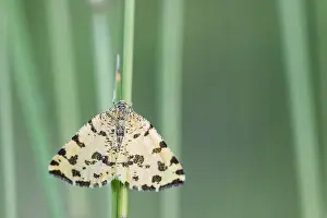 Macro Photography In Europe Drucke: Macro image of an insect in Germany