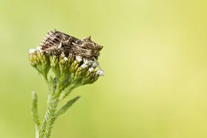 European Flora And Fauna Drucke: Macro image of an insect in Germany