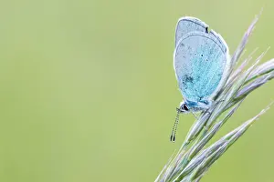 Bilder Datiert 7. Mai 2020: Makrobild eines Insekts in Deutschland.