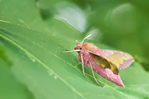 Makrobild eines Insekts in Deutschland.