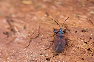 Macro Nature Photography Drucke: Macro image of an insect in Germany