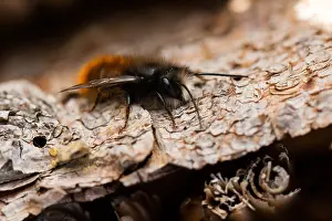 Germany Wildlife Images Drucke: Macro image of an insect in Germany