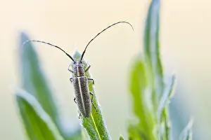 German Flora And Fauna Photos Drucke: Macro image of an insect in Germany