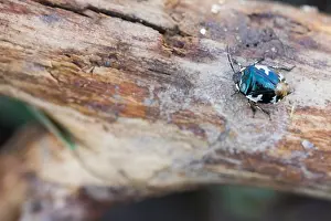 Bilder Datiert 13. März 2020: Makrobild eines Insekts in Deutschland.