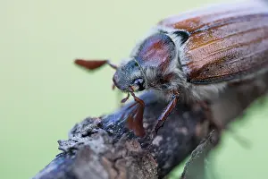 Bilder Datiert 8. Mai 2020: Makrobild eines Insekts in Deutschland.