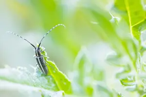 Bilder Datiert 17. Mai 2020: Großaufnahme eines Insekts in Deutschland.