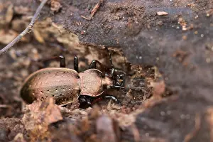 Germany Wildlife Images Drucke: Macro image of an insect in Germany