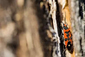 Makrobild eines Insekts in Deutschland.