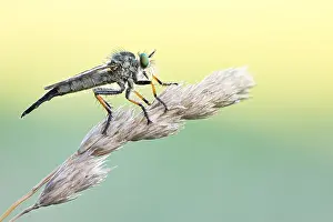 Großaufnahme eines Insekts in Deutschland.