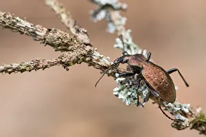 März Drucke: Großaufnahme eines Insekts in Deutschland.