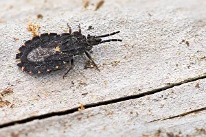 Bilder Datiert 18. März 2020: Makrobild eines Insekts in Deutschland.