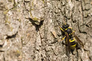 Großaufnahme eines Insekts in Deutschland.