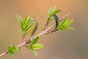 Baden Wurttemberg Wildlife Images Drucke: Macro image of an insect in Germany