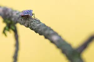 Macro Nature Photography Drucke: Macro image of an insect in Germany