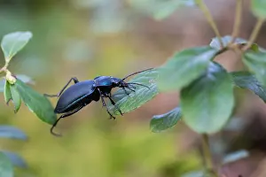 April Drucke: Makrobild eines Insekts in Deutschland.