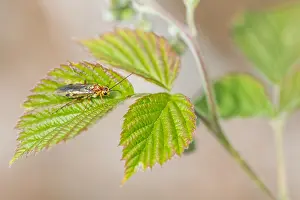 Bilder Datiert 4. Mai 2020: Makrobild eines Insekts in Deutschland.