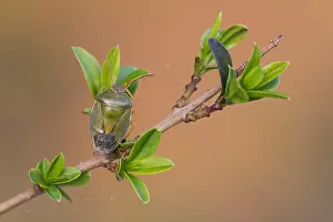 Makrobild eines Insekts in Deutschland.