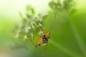 Germany Wildlife Images Drucke: Macro image of an insect in Germany