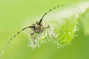 Baden Wurttemberg Nature Images Drucke: Macro image of an insect in Germany