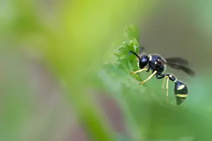 Bilder Datiert 4. Mai 2020: Großaufnahme eines Insekts in Deutschland.