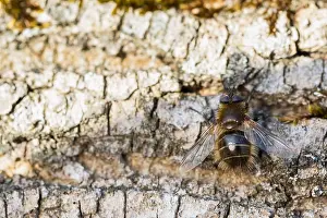 Bilder Datiert 1. März 2020: Makrobild eines Insekts in Deutschland.