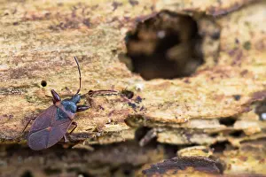 Bilder Datiert 18. März 2020: Großaufnahme eines Insekts in Deutschland.
