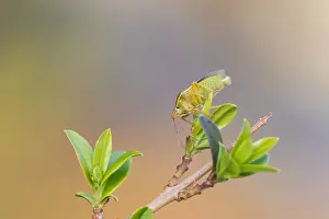Makrobild eines Insekts in Deutschland.