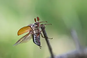 Bilder Datiert 8. Mai 2020: Makrobild eines Insekts in Deutschland.
