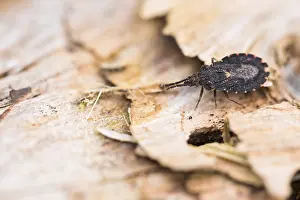 Bilder Datiert 18. März 2020: Makrobild eines Insekts in Deutschland.