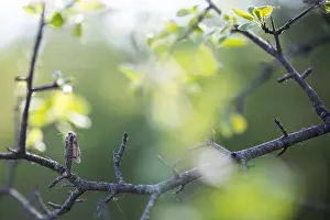 Bilder Datiert 8. Mai 2020: Makrobild eines Insekts in Deutschland.